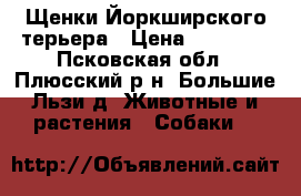 Щенки Йоркширского терьера › Цена ­ 10 000 - Псковская обл., Плюсский р-н, Большие Льзи д. Животные и растения » Собаки   